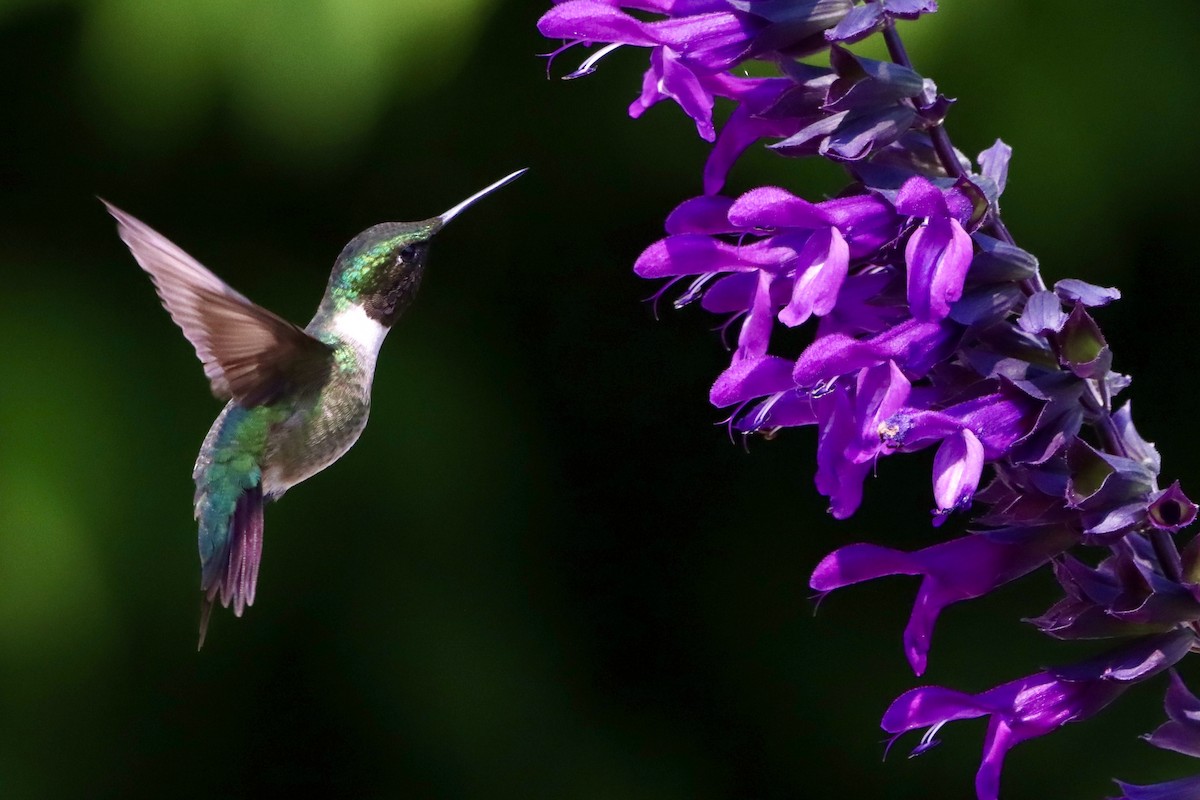 Colibri à gorge rubis - ML620710799