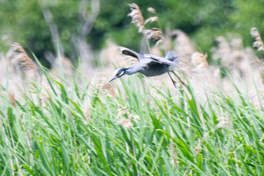 Yellow-crowned Night Heron - ML620710800