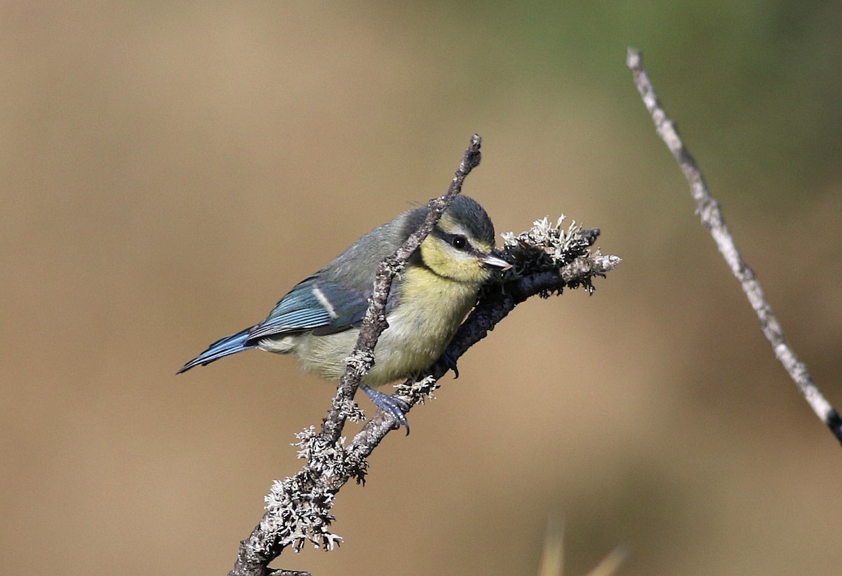 Eurasian Blue Tit - ML620710804