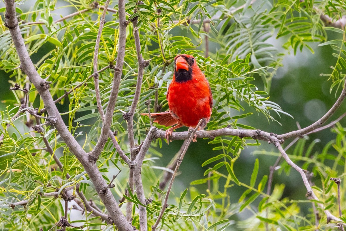 Northern Cardinal - ML620710805