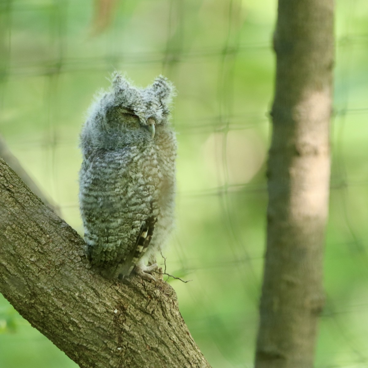 Eastern Screech-Owl (Northern) - ML620710807