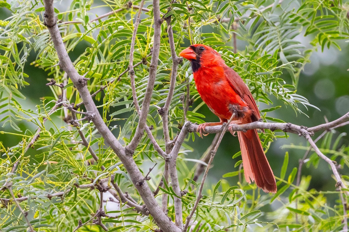 Cardenal Norteño - ML620710810