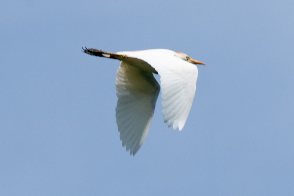 Western Cattle Egret - ML620710811