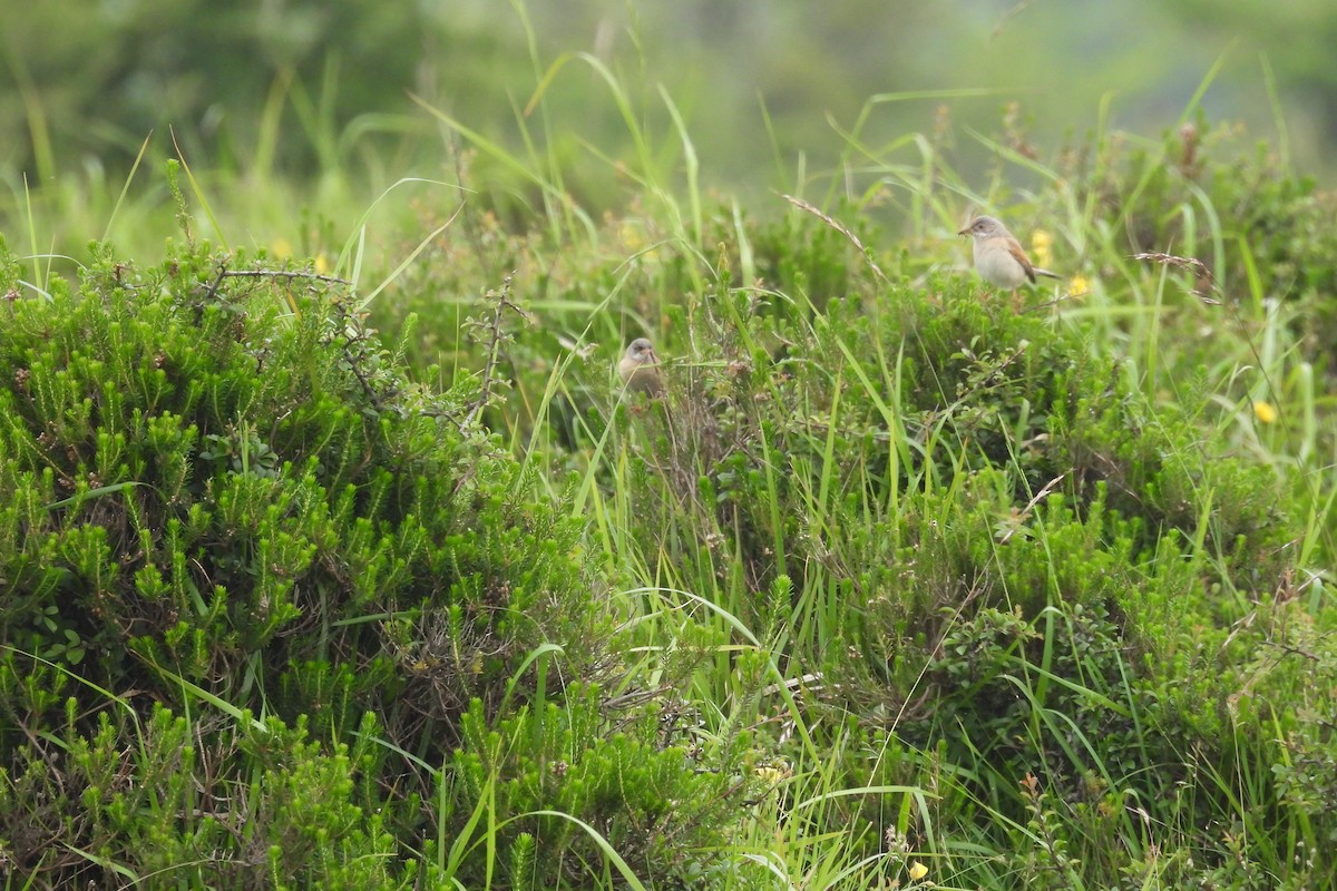 Spectacled Warbler - ML620710814