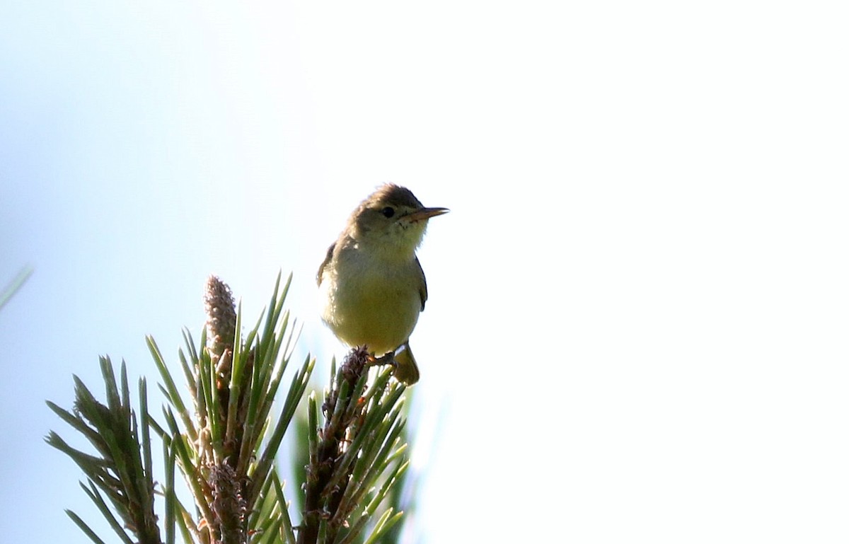 Melodious Warbler - ML620710815