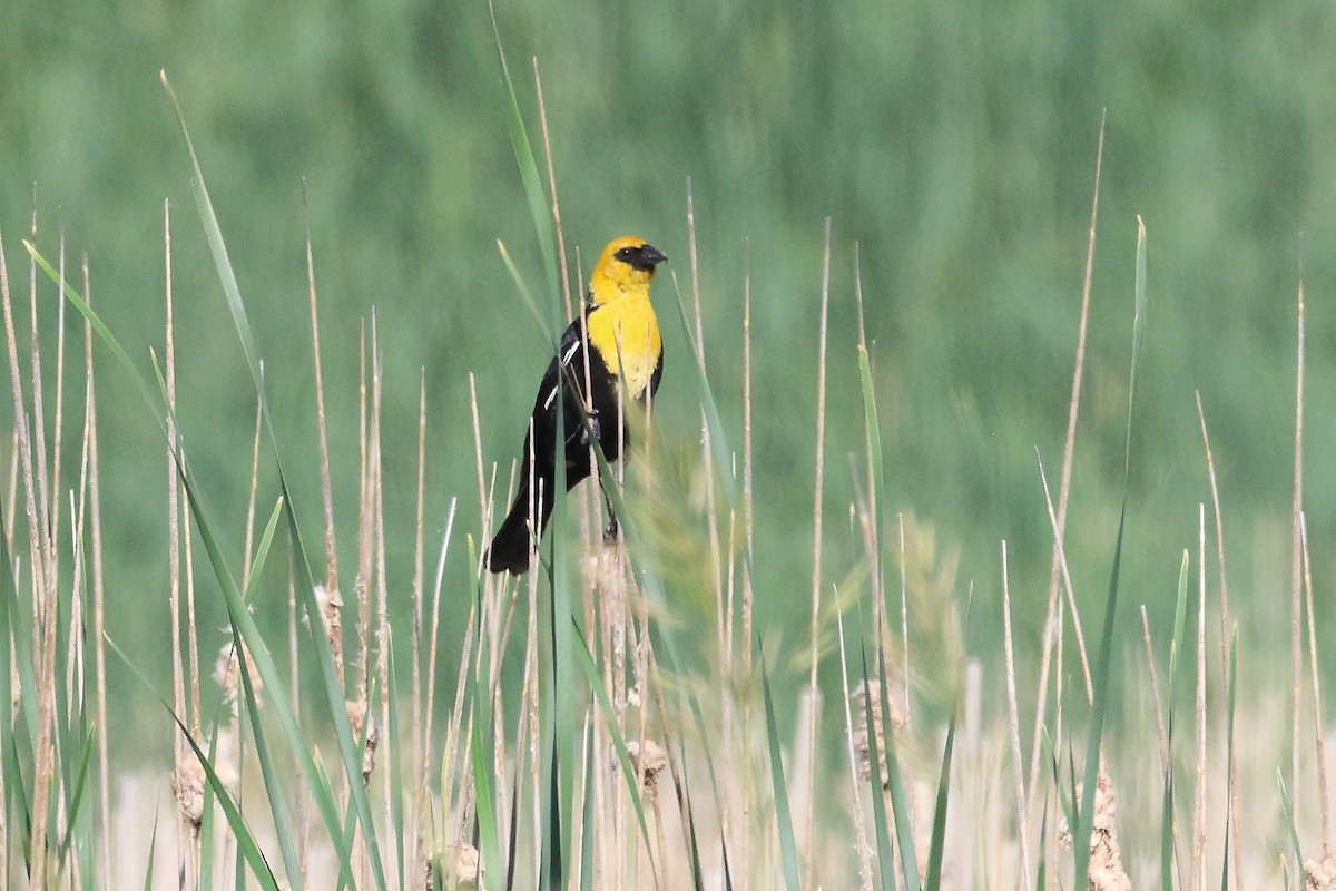 Yellow-headed Blackbird - ML620710818