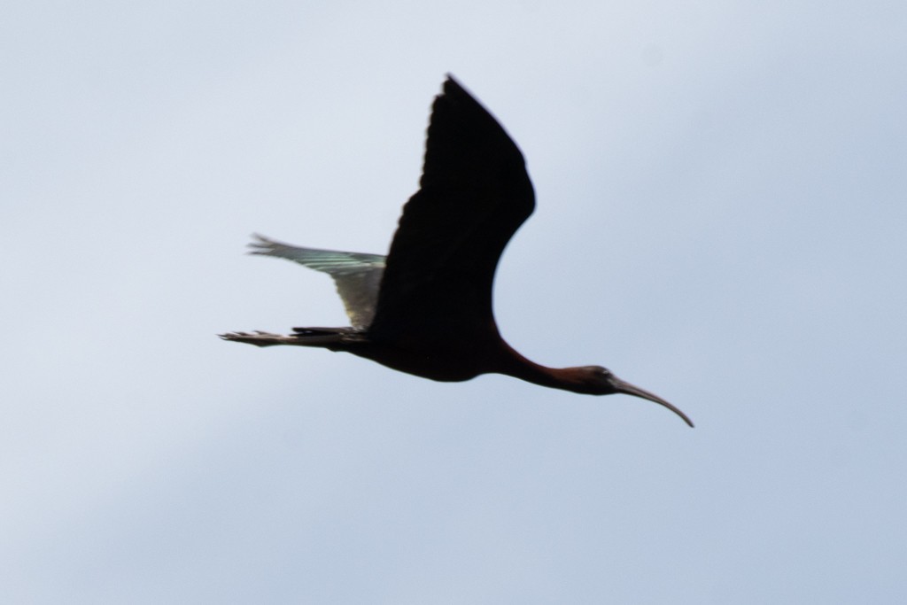 ibis hnědý - ML620710819