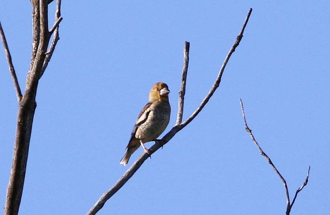 Hawfinch - ML620710831