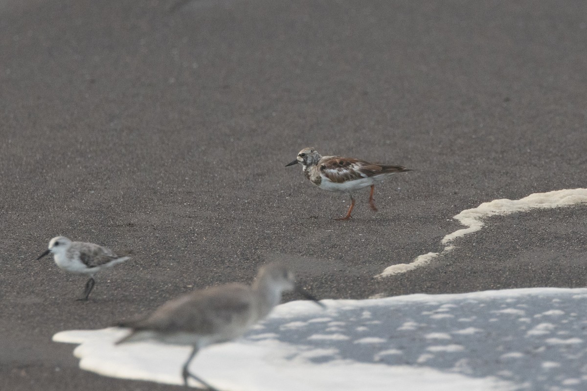 Ruddy Turnstone - ML620710837