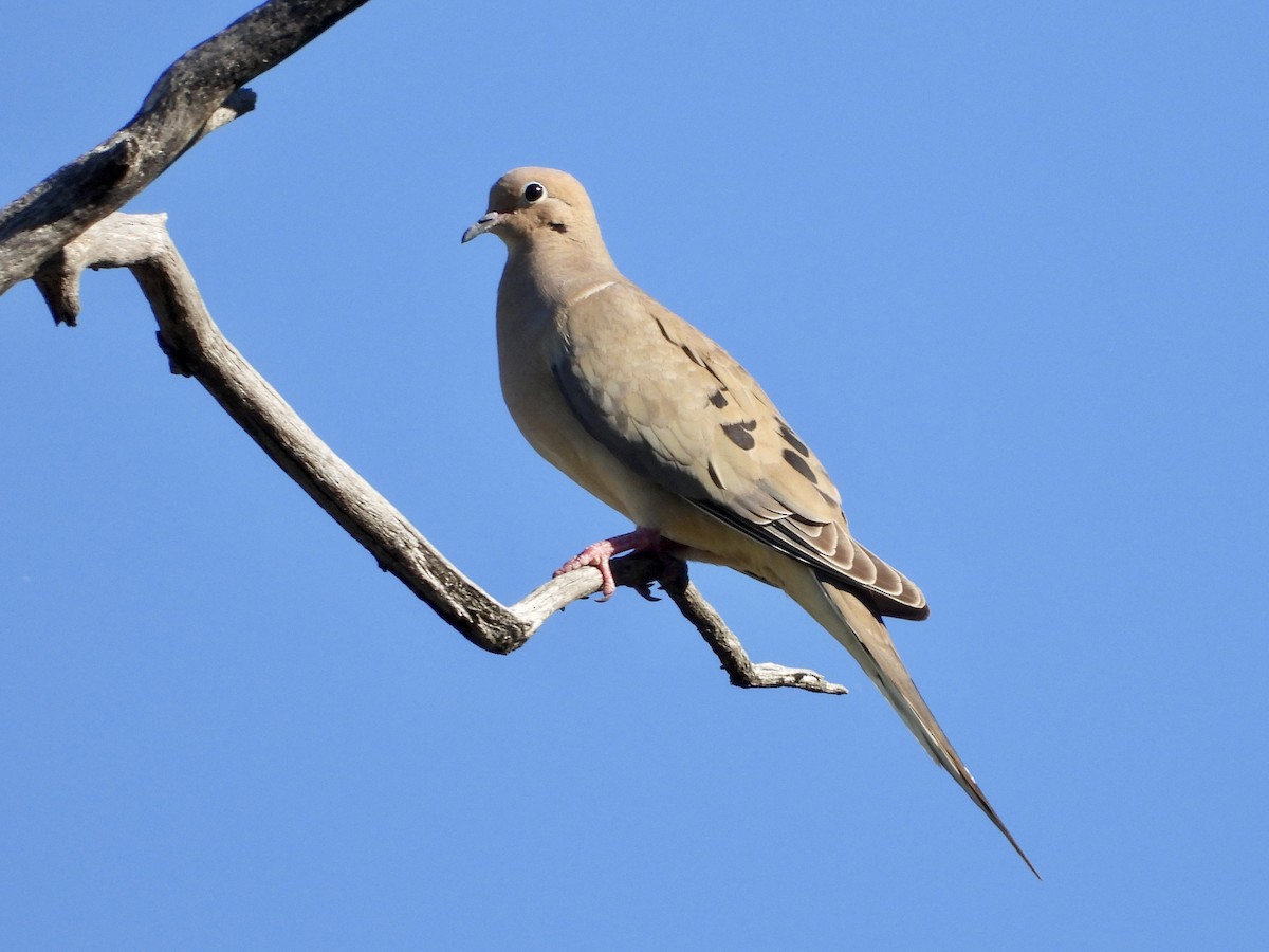 Mourning Dove - ML620710838