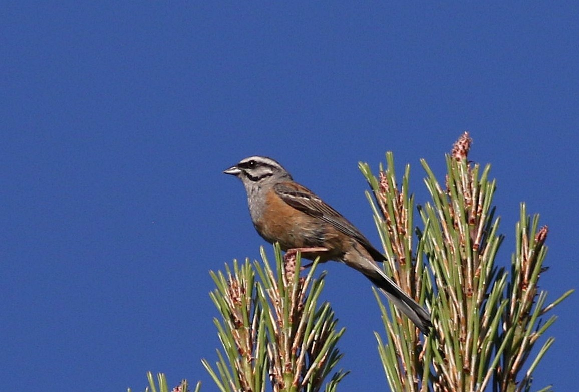 Rock Bunting - Miguel García