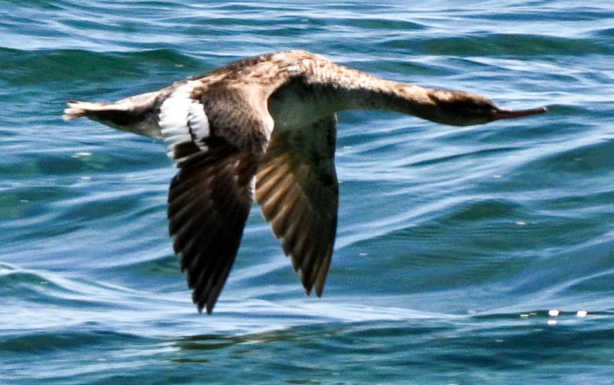 Red-breasted Merganser - ML620710845
