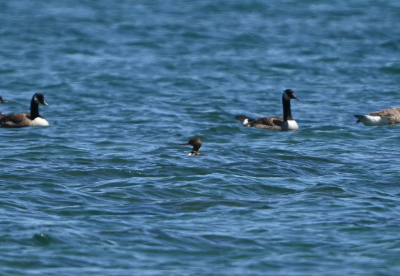 Red-breasted Merganser - ML620710846