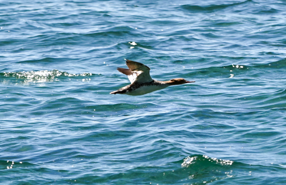 Common Merganser - Elizabeth Porter