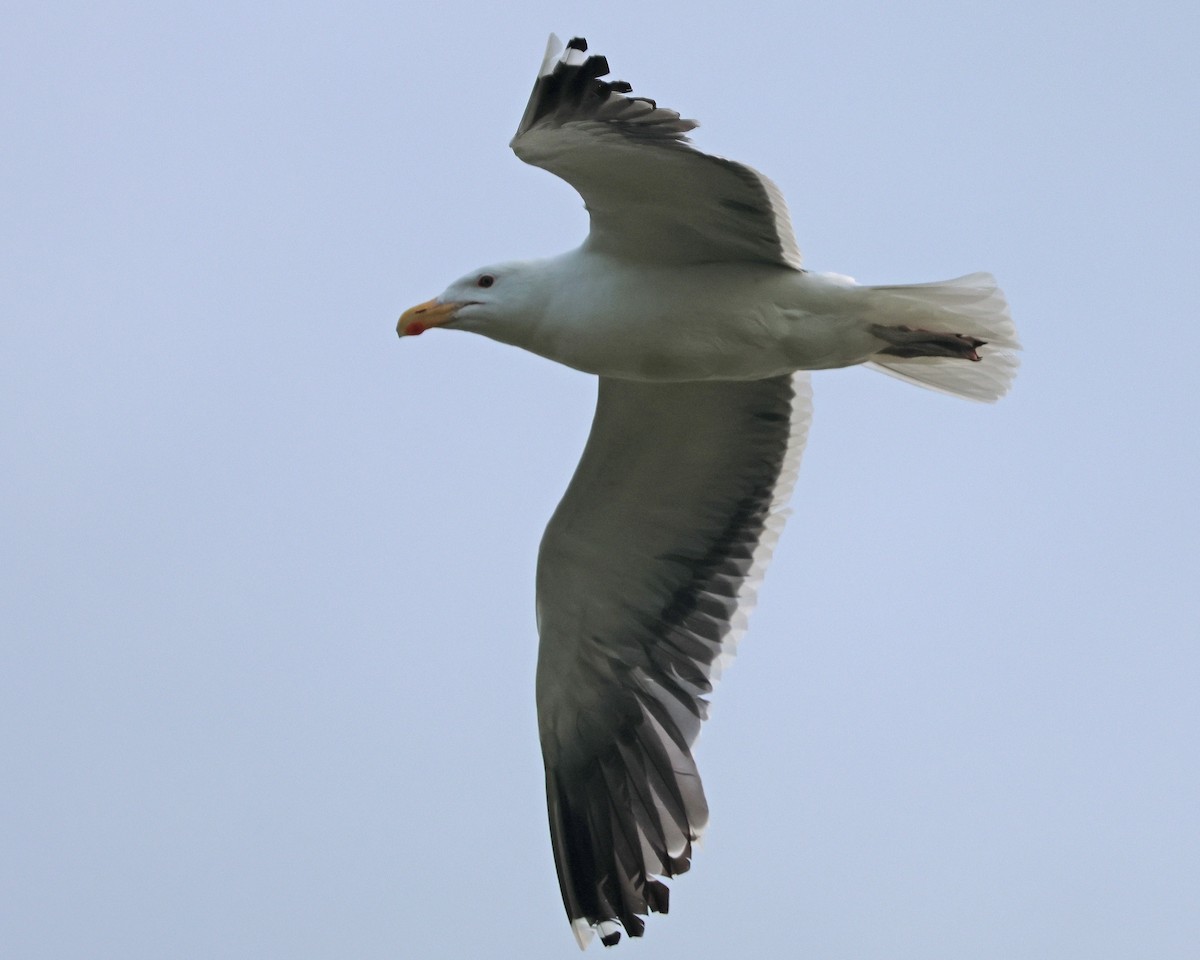 Great Black-backed Gull - ML620710851