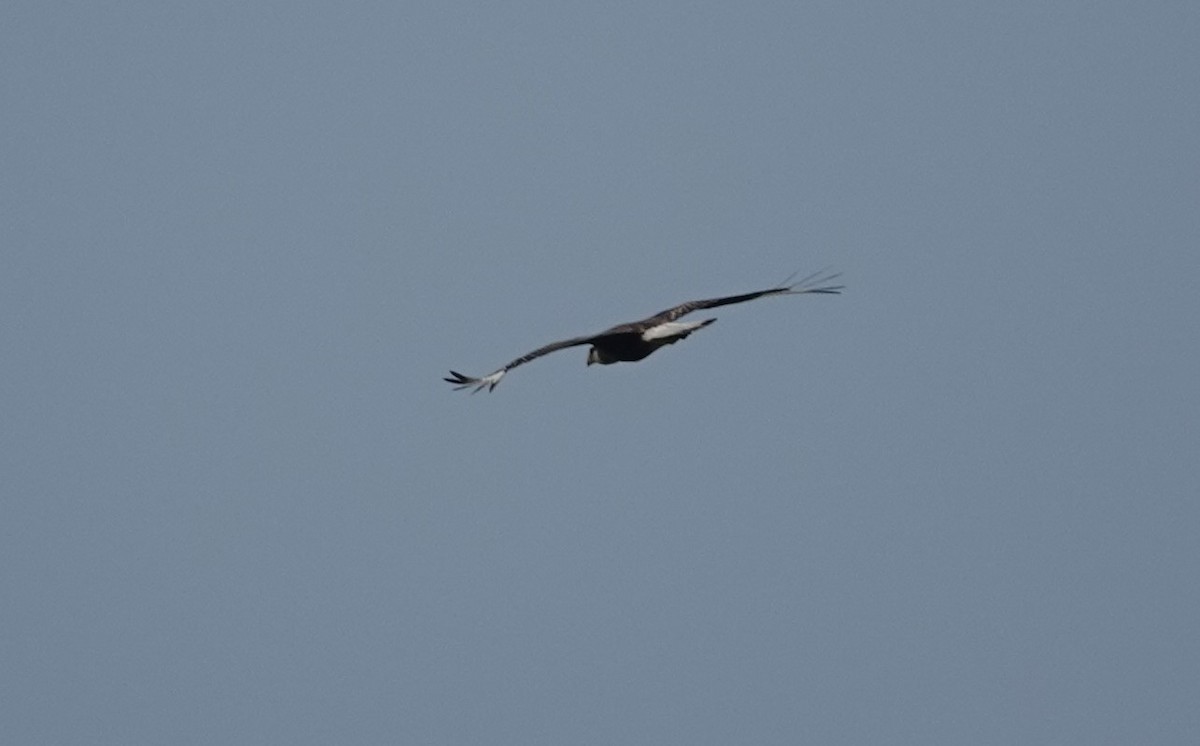 Caracara Carancho - ML620710857