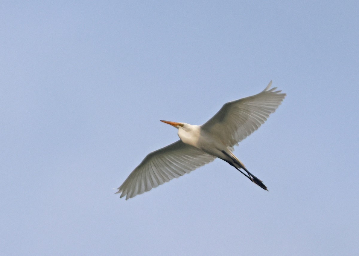 Great Egret - ML620710860