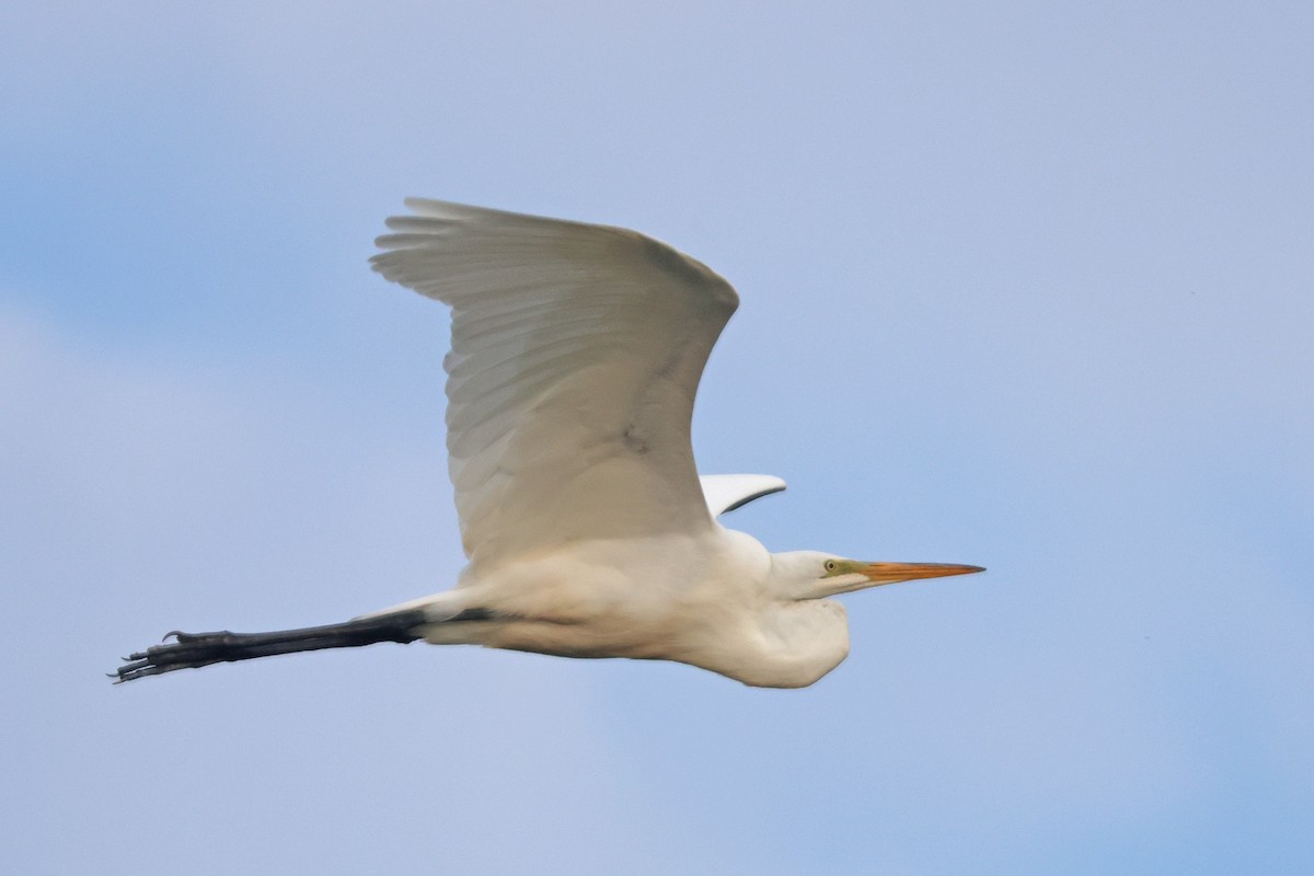 Great Egret - ML620710862