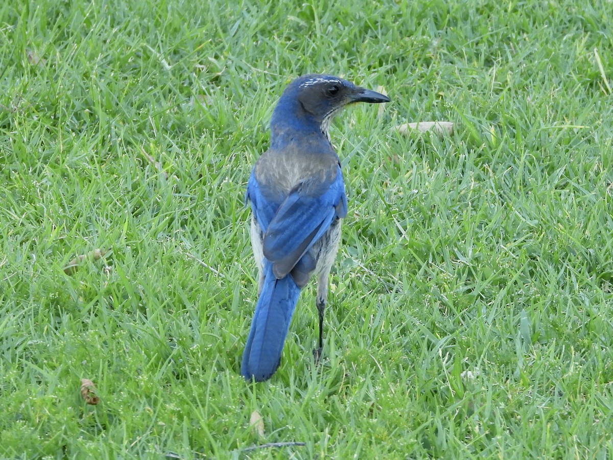 California Scrub-Jay - Joshua Mitchell