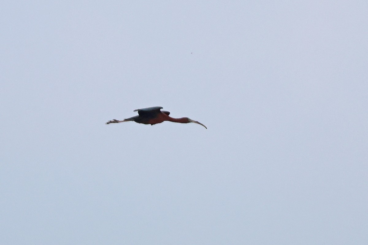 Glossy Ibis - ML620710865