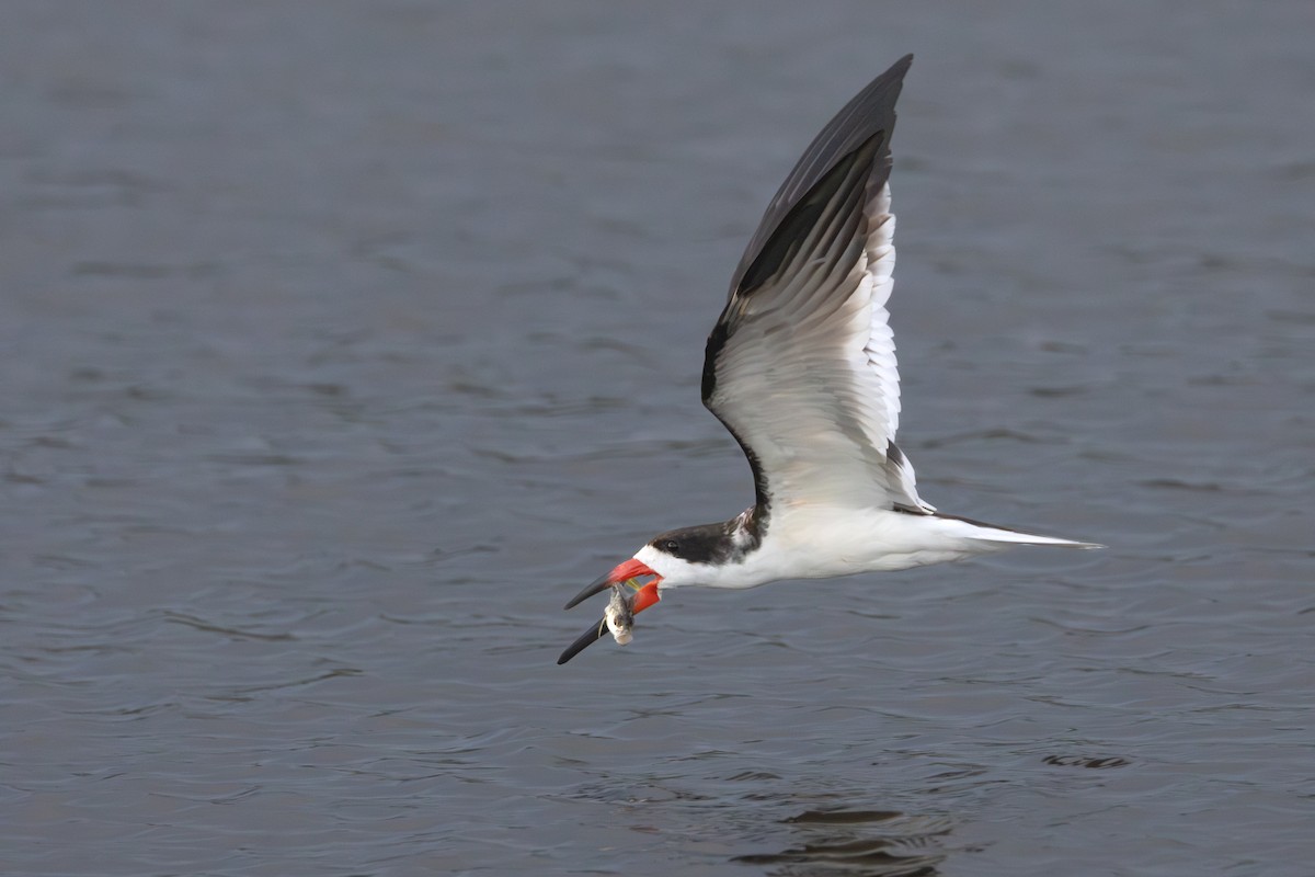 Black Skimmer - ML620710867