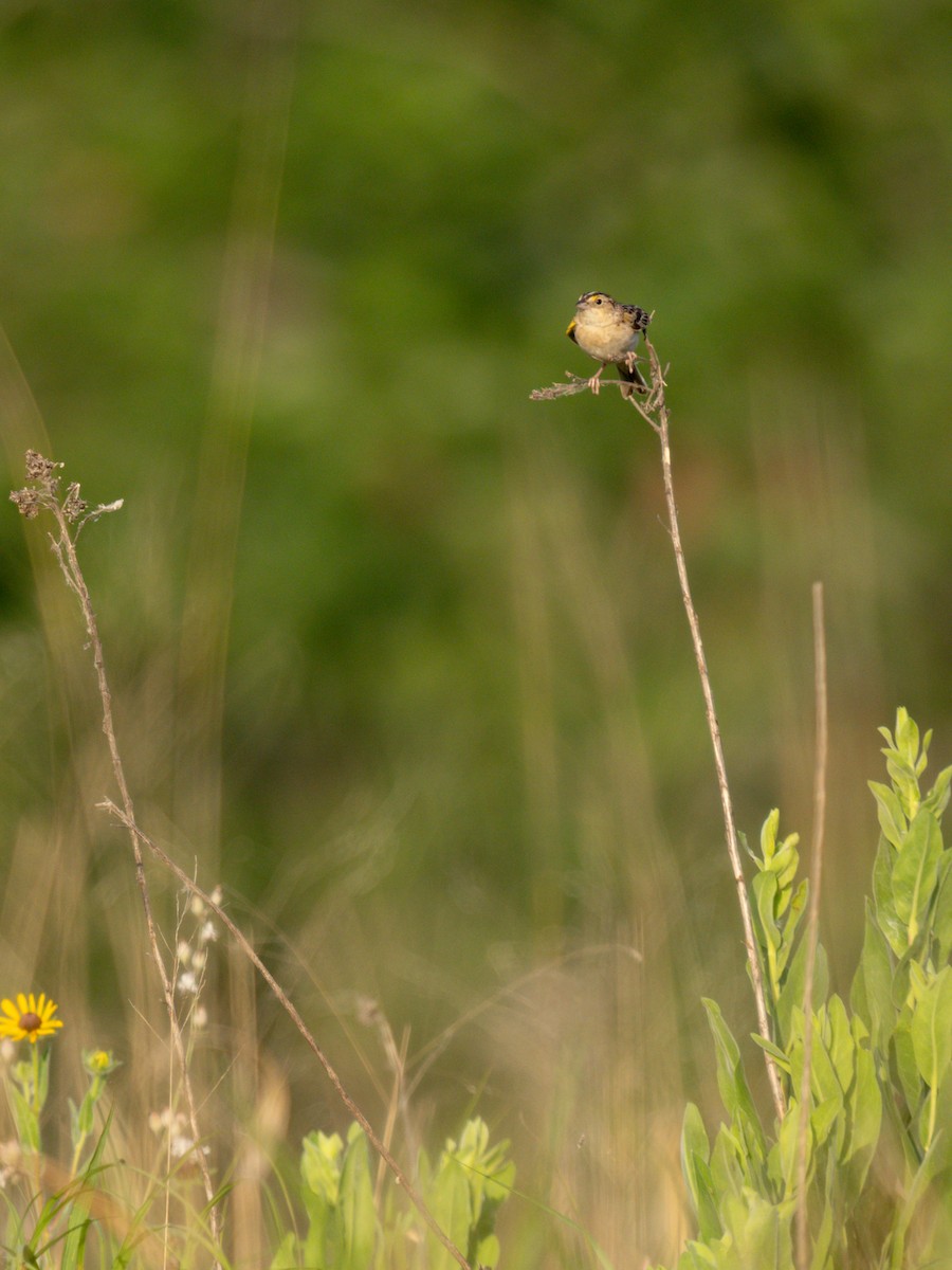 Grasshopper Sparrow - ML620710868