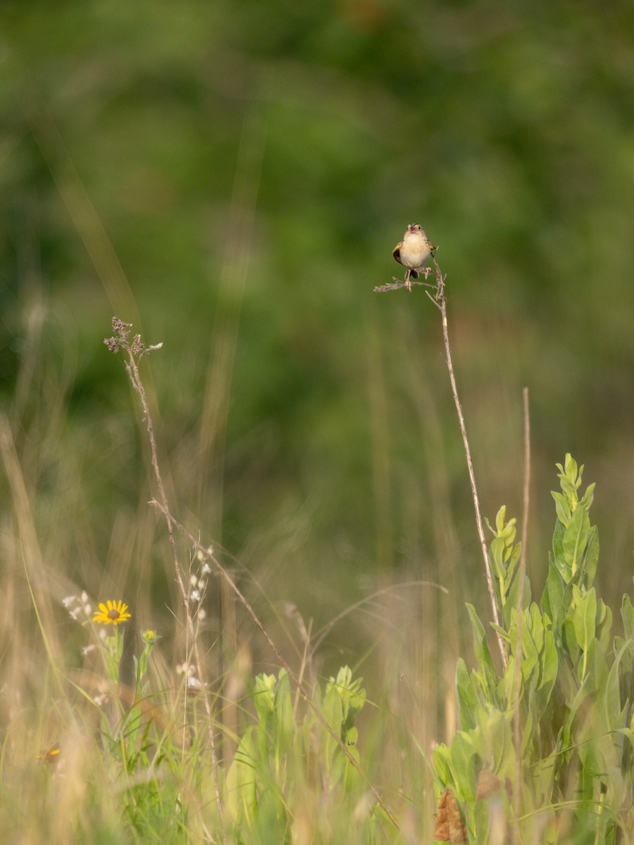 Grasshopper Sparrow - ML620710869