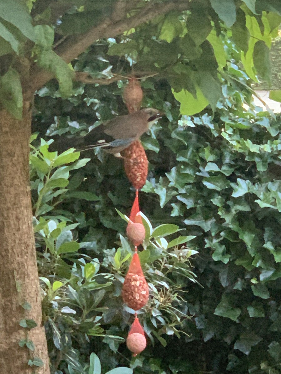 Eurasian Jay - ML620710870