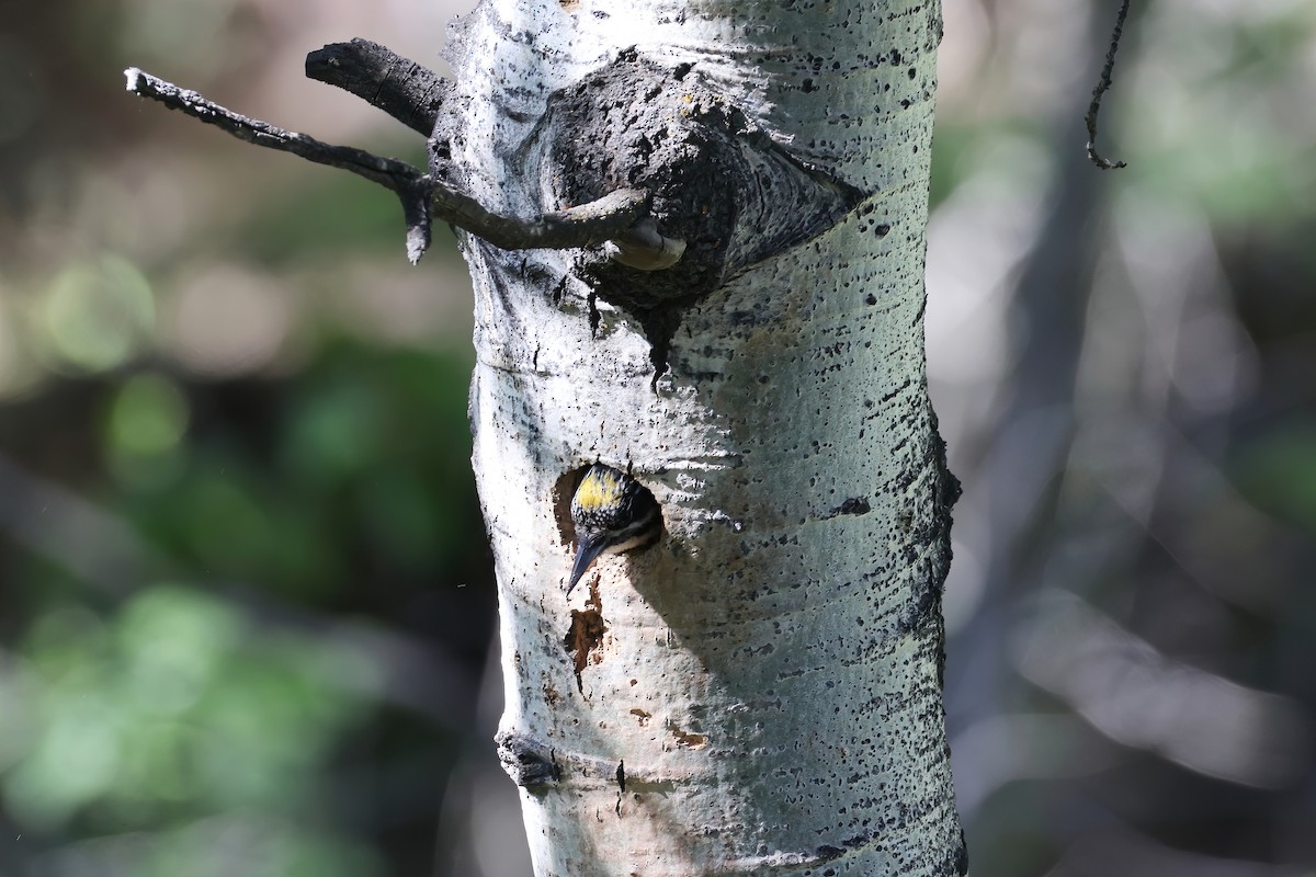 American Three-toed Woodpecker - ML620710874