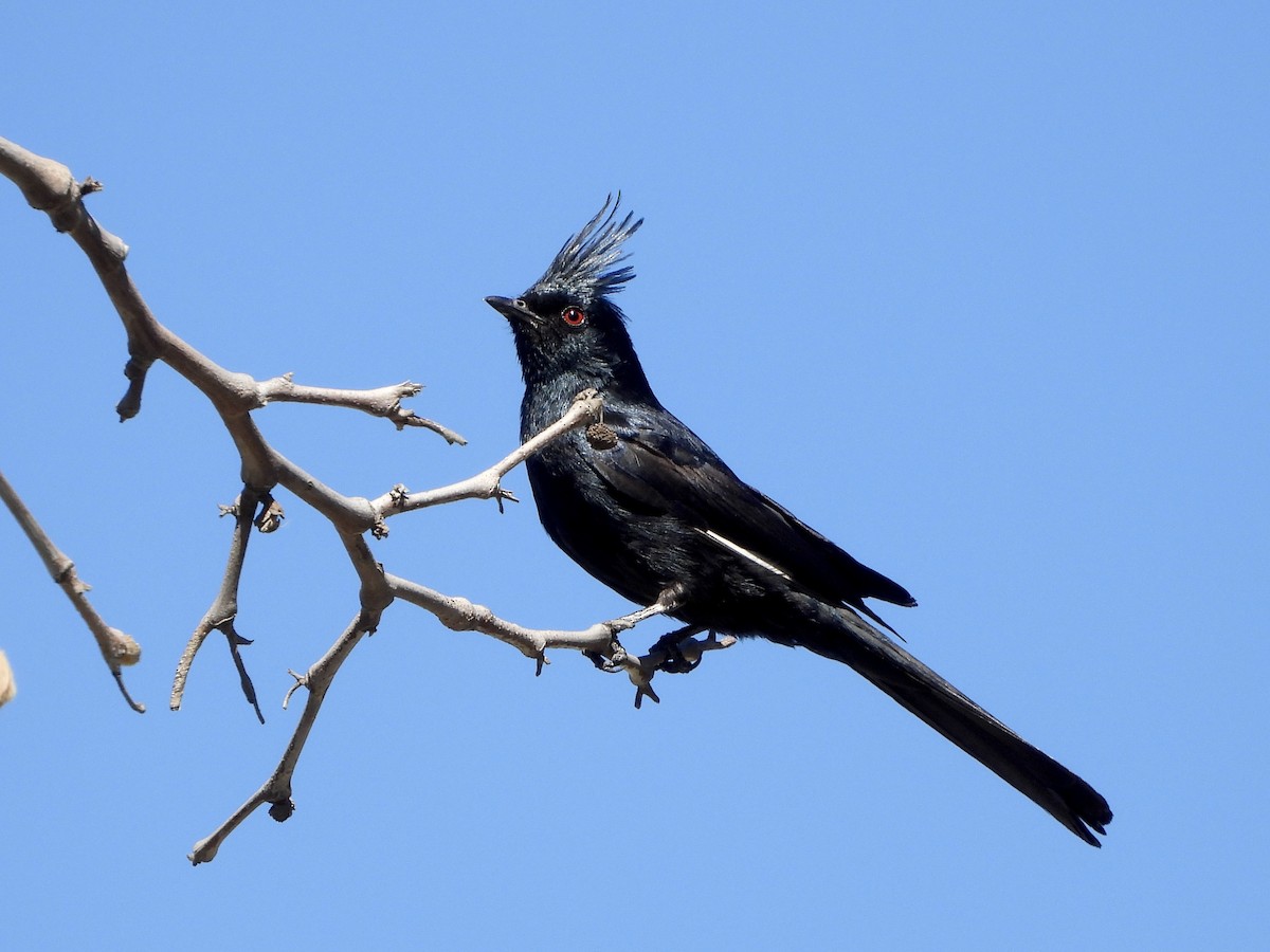 Capulinero Negro - ML620710876