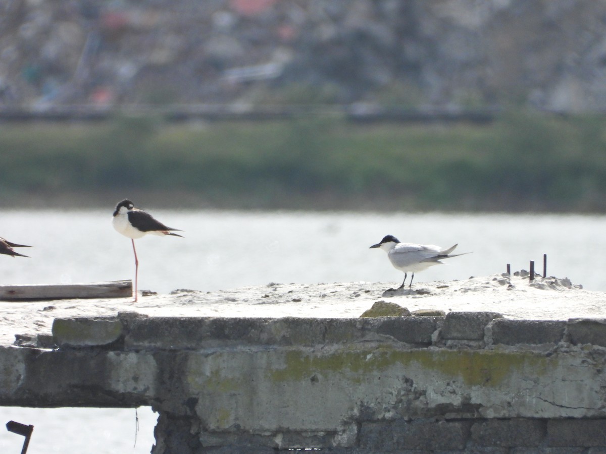 Gull-billed Tern - ML620710878