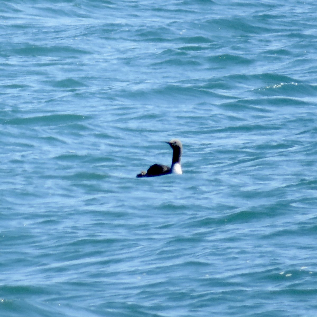 Red-throated Loon - ML620710879