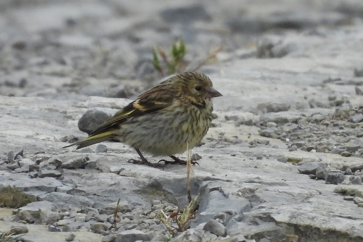 Eurasian Siskin - ML620710881