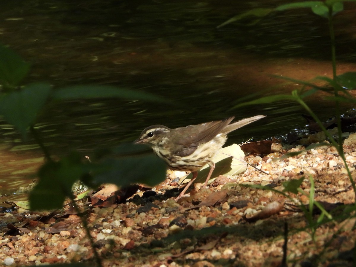 Louisiana Waterthrush - ML620710883