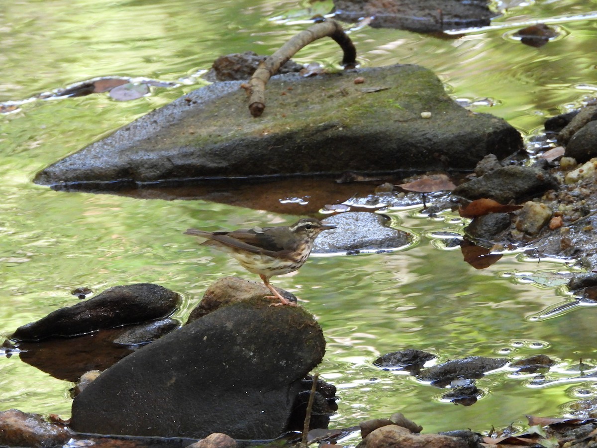 Louisiana Waterthrush - ML620710884