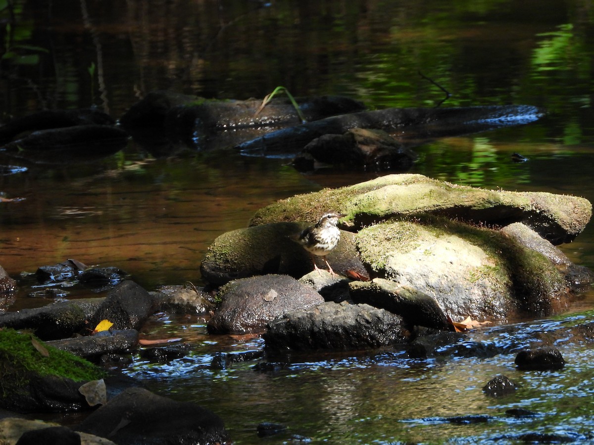 Louisiana Waterthrush - ML620710885