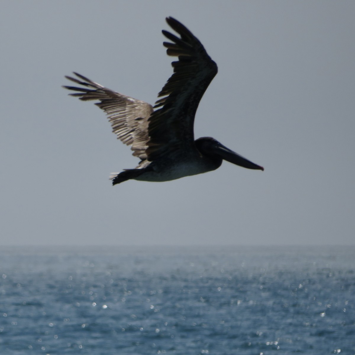 Brown Pelican - ML620710886