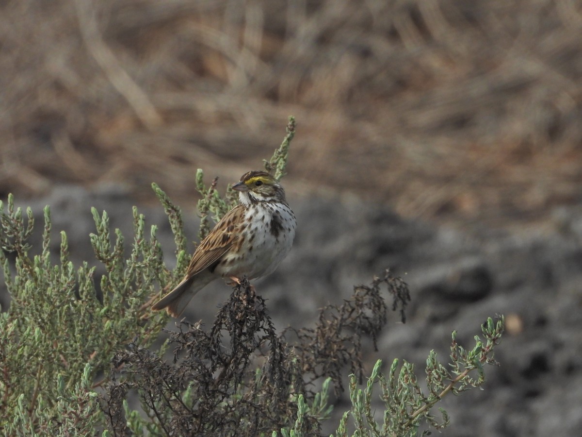 Savannah Sparrow (Savannah) - ML620710889