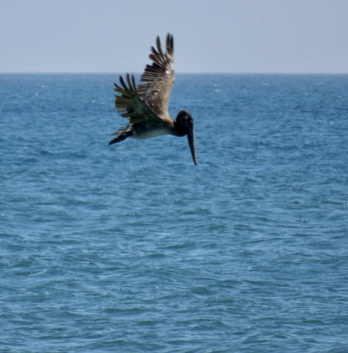 Brown Pelican - ML620710890