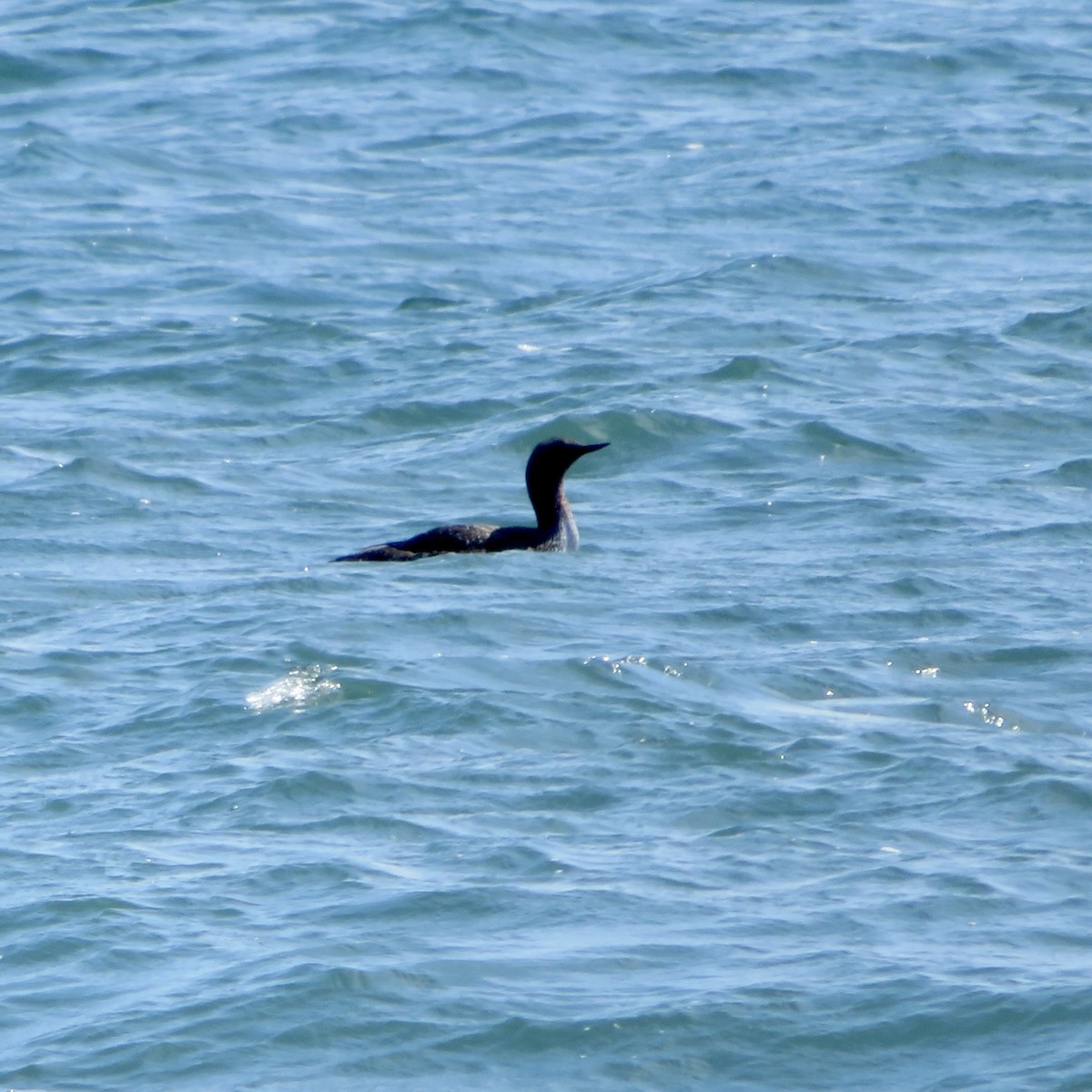 Red-throated Loon - ML620710891