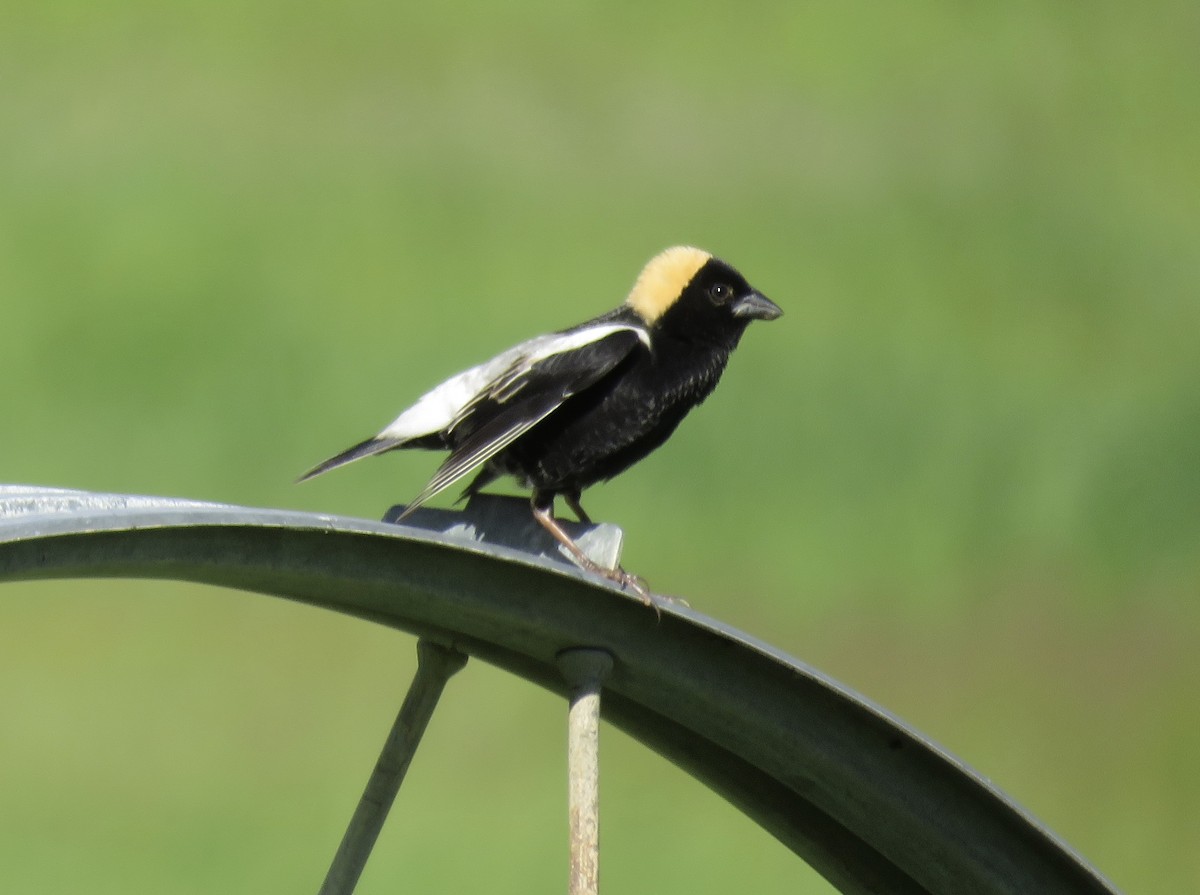 bobolink americký - ML620710892