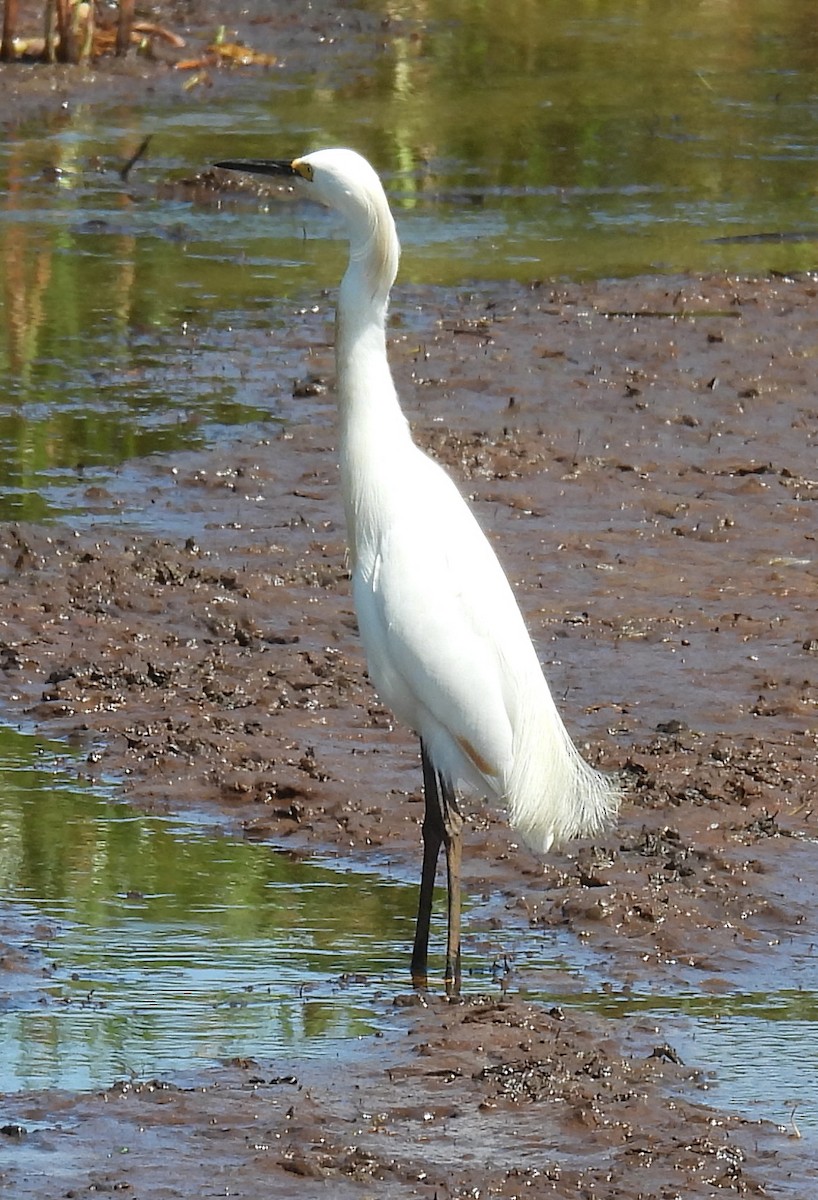 Snowy Egret - ML620710898