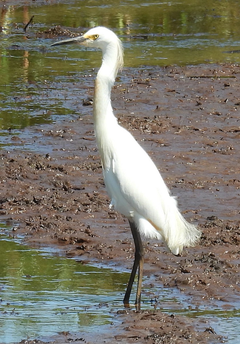 Snowy Egret - ML620710899