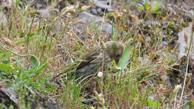 Eurasian Siskin - ML620710901