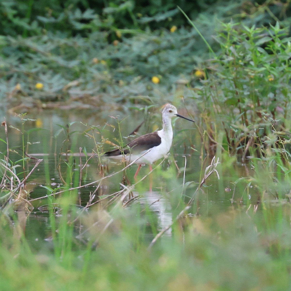 Échasse blanche - ML620710902