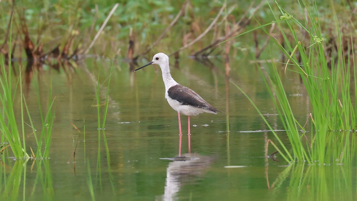 Black-winged Stilt - ML620710903