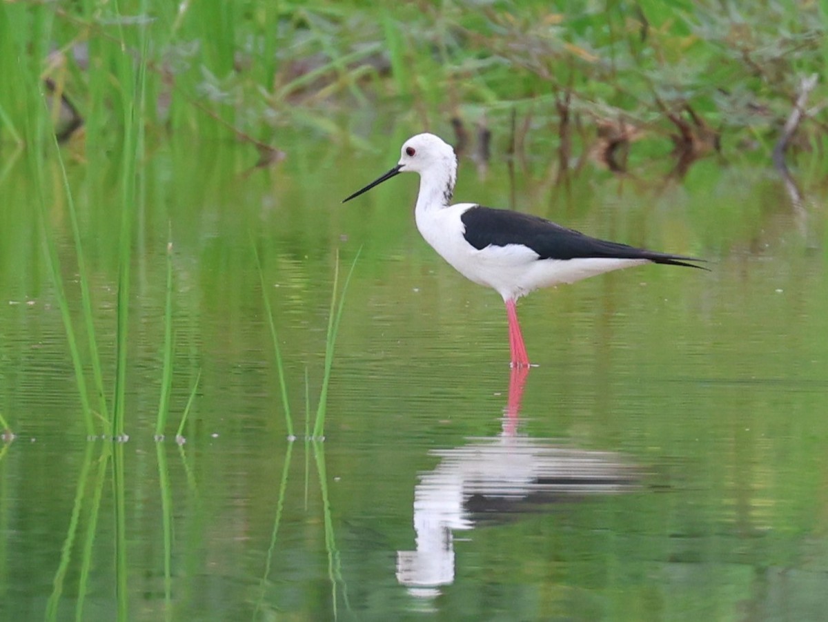 Black-winged Stilt - ML620710904