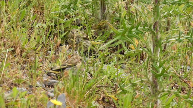 Eurasian Siskin - ML620710905