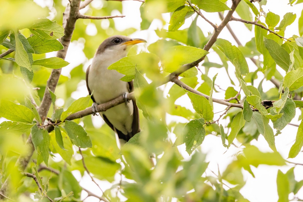 Yellow-billed Cuckoo - ML620710906