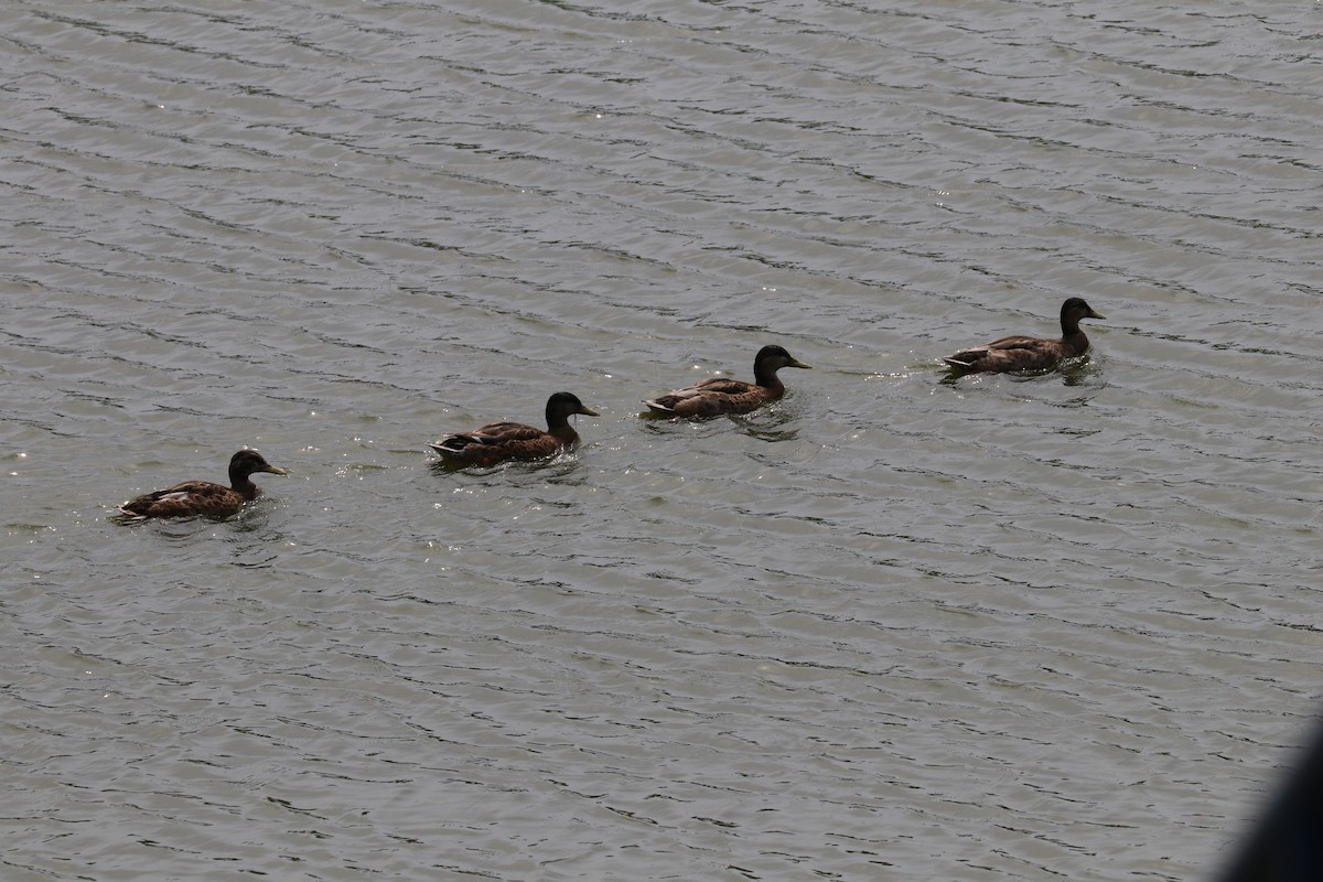 Canard colvert - ML620710908